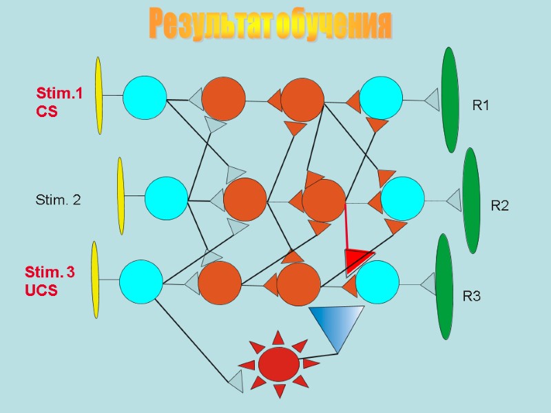 Stim.1 CS Stim. 2 Stim. 3 UCS R1 R2 R3 Результат обучения